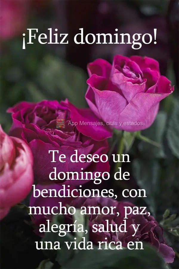 Te deseo un domingo de bendiciones, con mucho amor, paz, alegría, salud y una vida rica en amistades. ¡Feliz domingo!