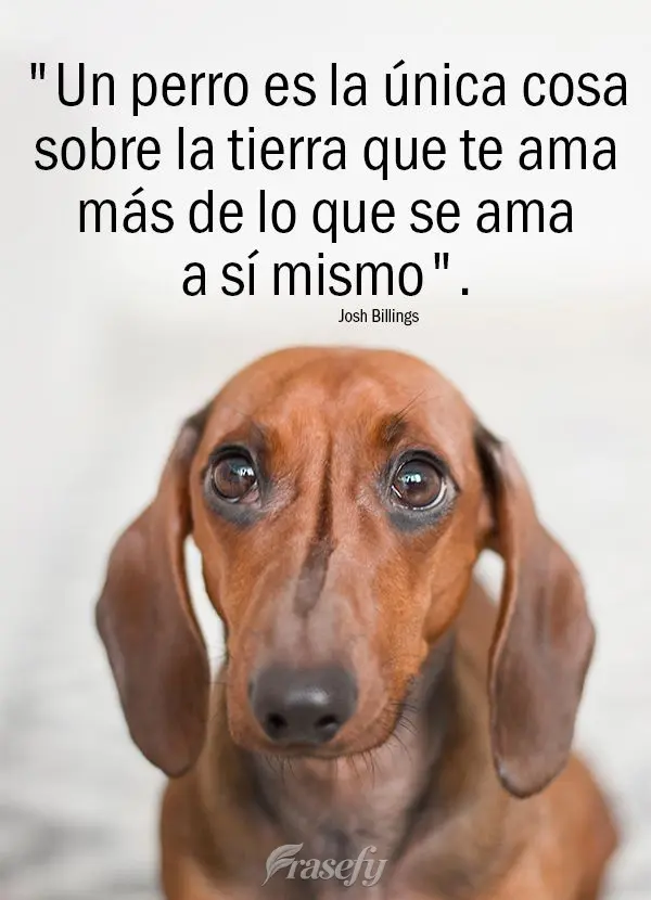 "Um cachorro é a única coisa na terra que te ama mais do que ama a si mesmo." Josh Billings