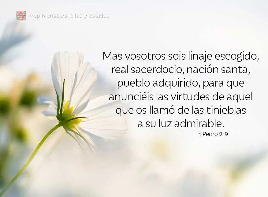 Mas vosotros sois linaje escogido, real sacerdocio, nación santa, pueblo adquirido, para que anunciéis las virtudes de aquel que os llamó de las tinie...