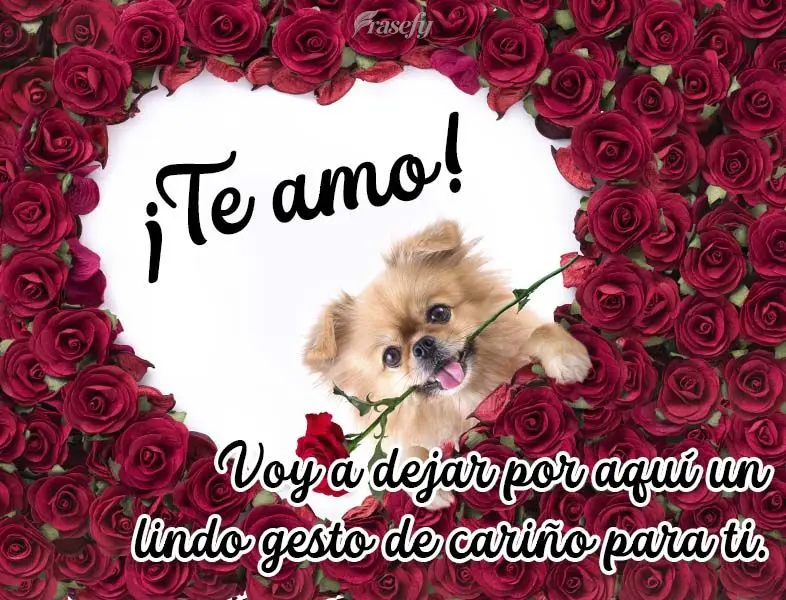 Vou deixar aqui um lindo carinho para você! Te amo! 