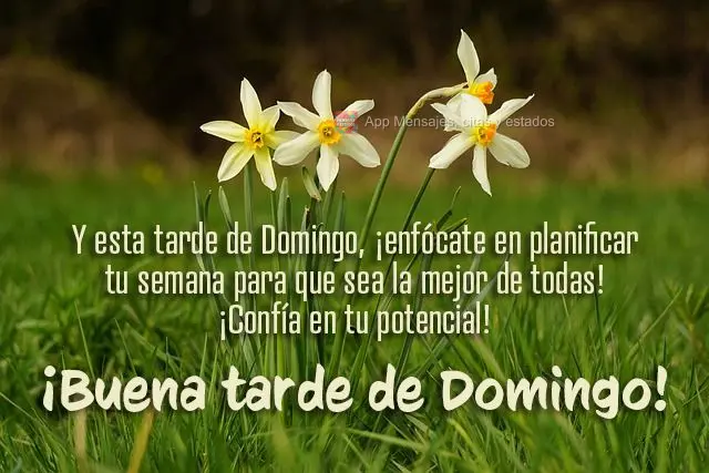 Y esta tarde de Domingo, ¡enfócate en planificar tu semana para que sea la mejor de todas! ¡Confía en tu potencial! ¡Buena tarde de Domingo!