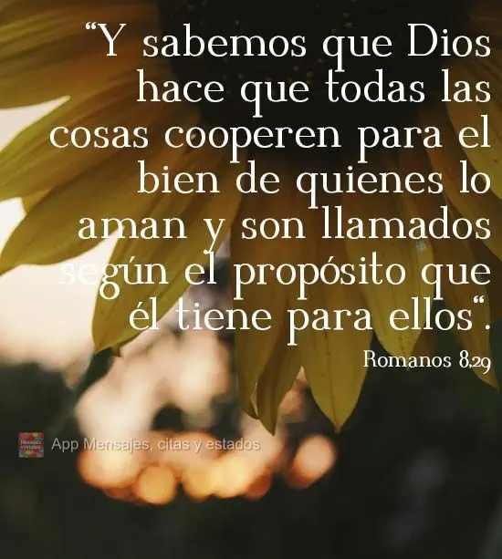 "Y sabemos que Dios hace que todas las cosas cooperen para el bien de quienes lo aman y son llamados según el propósito que él tiene para ellos". Roma...